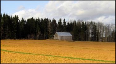 Viiksi