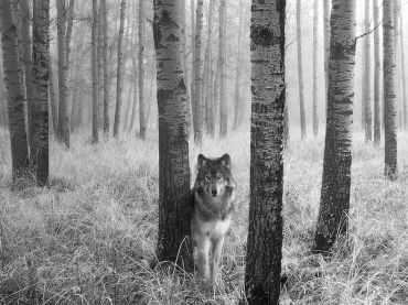 Wolf102